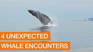 4 Unexpected Encounters With Whales