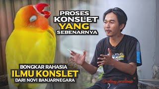 TERBONGKAR SEMUA !! CARA PROSES LOVEBIRD KONSLET - BERSAMA Galang - Gemilang abadi