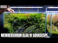 #277 Cara membersihkan alga di Aquascape