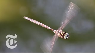 Dragonflies: Dainty but Deadly | The New York Times