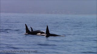 4.6.23 Orca / Killer Whales