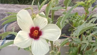 புளிச்சகீரை/காசரைக்கீரை || kasaraikeerai/suji's garden