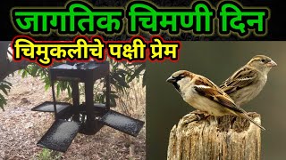 जागतिक चिमणी दिन | चिमुकलीचे पक्षी प्रेम | #MaharashtraLiveNews | #Mahalive | #maha | #Chimani |