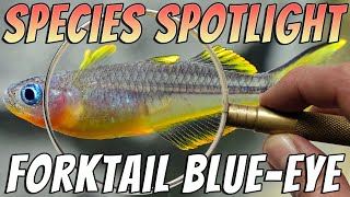 Forktail Blue Eye Rainbowfish (Pseudomugil furcatus)  Freshwater Aquarium Fish Profile \u0026 Care Guide