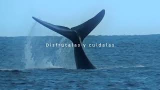 Minidoc Temporada de Ballenas Uruguay