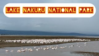 Experience the Thrills of Lake Nakuru National Park's Wildlife