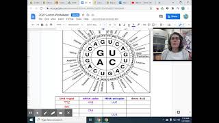Codon Wheel Worksheet Explaination