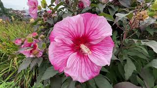 Late Summer Bloomers in the Garden