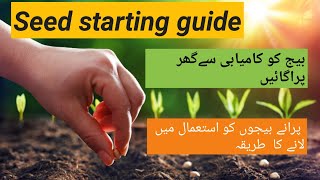 Seed Germination Step By Step Guide