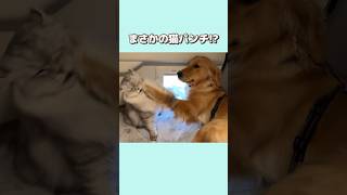 先輩猫より足が長い事に気付いてしまった犬の反撃...【#ゴールデンレトリバー#元保護猫】#shorts