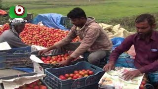 কুমিল্লায় সাড়া ফেলেছে বিষমুক্ত টমেটো চাষ | Cumilla Tomato | Latest Bangla News |  Faruque | 04Apr19