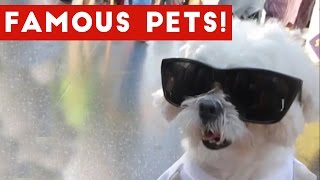 Funniest Instagram Pets & Viral Animal Compilation 2017 | Funny Pet Videos
