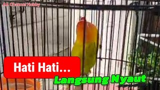 SUARA LOVEBIRD NGEKEK PANJANG,LANGSUNG NYAUT