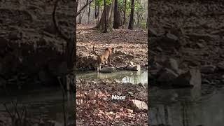 Noor roaring t-39 @zone 6 #ranthambore #ranthamborenationalpark #ranthamboretigersafari