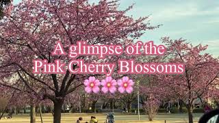 A glimpse of the Pink Cherry Blossoms