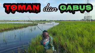 CASTING TOMAN DAN GABUS DI SPOT SAWAH KALIMANTAN