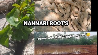 @NANNARI ROOT'S(Sarsa parilla) wild nature roots #nallamalla forest Good health for humanbeings🌿🌱🌱