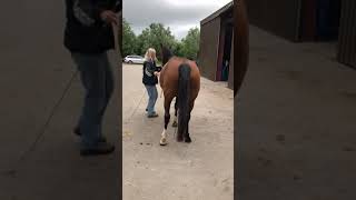 Cursus pijn herkennen bij paarden