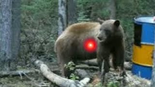 KILL SHOT BEAR YOU'LL EVER SEE!!