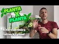 🟢 7 🌿 alternanthera reineckii mini planta x planta =l mitu hd l=