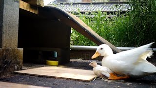 ！？　コールダックとコリンウズラの同居生活（ダイジェスト編集版） Call duck and bobwhite quail living together（short ver.）