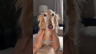 grwm ✨borzoi AND silken windhound✨ edition