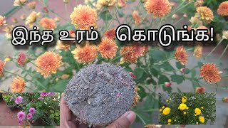 சாமந்தி கொத்துகொத்தாய் பூக்க உரம்|Organic Fertilizer | Samanthi |Chrysanthemum |Terrace Garden