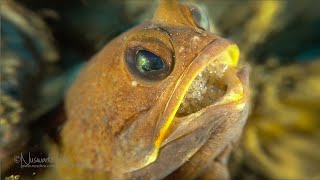 Jawfish with eggs