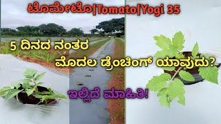 ಟೊಮೇಟೊ|Tomato yogi35 Hybrid|5 ದಿನದ ನಂತರ ಮೊದಲ drunching ಯಾವುದು ? ಇಲ್ಲಿದೆ ಮಾಹಿತಿ!