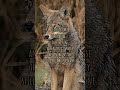 theriotype edit canine theriantropy coyote therian