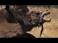 Camel vs. Camel: Animal Attack Unedited (VLOG)