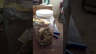 Neptune seed bank review..... MUST WATCH IF YOUR PLANNING ON ORDERING FROM NEPTUNE seed bank......