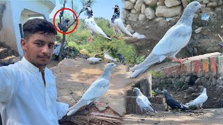 3 new pigeon aaga🕊️😍😘|pigeon|birds vloge