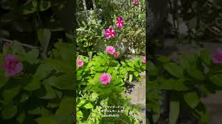 【HD動画】2024年9月7日夏の花が咲いています。 #flowers #garden #癒し#自然 #naturelovers #薔薇は美しく散る #ばらの花 #rosegarden