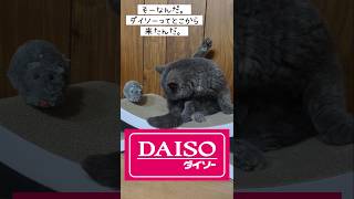 (その１３)仲良しコンビ猫とネズ君#short#猫動画 #cat #ダイソー#猫コント