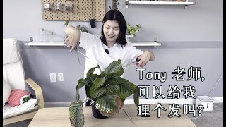 你的植物也需要Tony老师哦 | 植物理发日记 | 青苹果竹芋焦边修剪养护 | Adding cuttings to my Philodendron Brandy