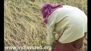 Navara rice cultivation, harvesting, organic farming, responsible tourism, Palakkad, Kerala