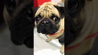 Please don’t scroll 😂| Life Of Pug #shortsfeed #shorts #youtubeshorts #viralvideo #funny #pug