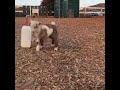 Baby goat does a dance - 1001244