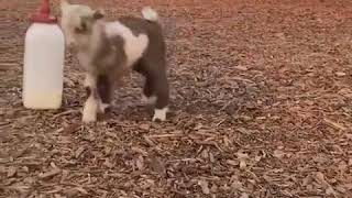 Baby goat does a dance - 1001244