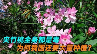 夹竹桃全身都是毒，10片叶子就能致命，为何我国还要大量种植？