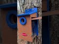 🏠best bird house ever kingsyard recycled plastic bird house – built to last