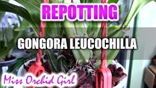 Repotting Gongora Leucochilla Orchid