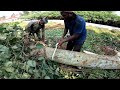 🔥തീപ്പെട്ടി മരം🔥 the wood known as matchstick wood pongaliyam matti is cut and loaded.