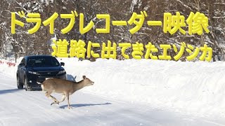 ドライブレコーダー映像　道路に出てきたエゾシカ