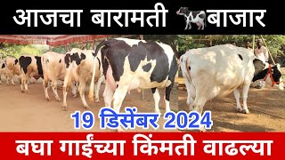 आजचा बारामती बाजार 19 डिसेंबर 2024, सर्व प्रकारच्या गाईंची चालू मार्केट रेंज, गाईच्या किमती वाढल्या