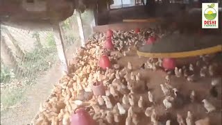 Color bird Farming | poultry farm Bangladesh | দেশি মুরগি পালন পদ্ধতি