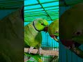 #alexander #talkingparrot #alex #parrottalking #alexanderparrot #funny #parrotlover #viralvideo