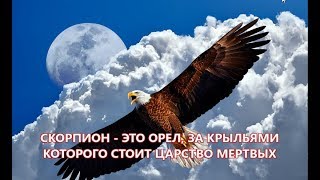 СКОРПИОН ЭТО ОРЕЛ ЗА КРЫЛЬЯМИ КОТОРОГО СТОИТ ЦАРСТВО МЕРТВЫХ