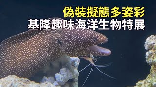 偽裝擬態多姿彩 基隆趣味海洋生物特展｜基隆景點｜海洋科技博物館